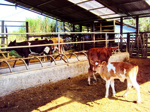 Feeding Station for Cattle