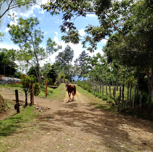 Quarter Horse In Costa Rica