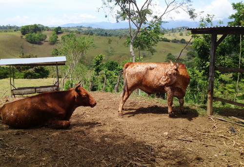 765 Acres with 300 head of Cattle