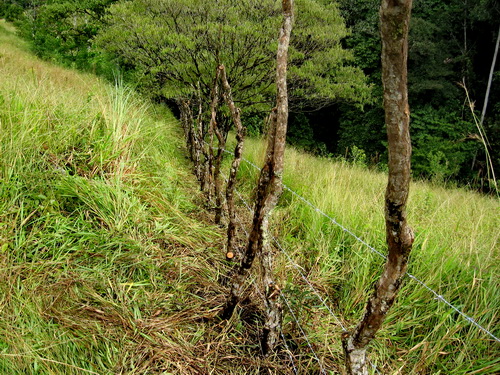 Barbed Wire Pastures