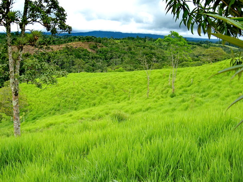 Beautiful Pastures for 20 head of Cattle