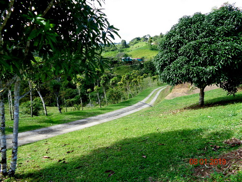 Mango trees to right of drive