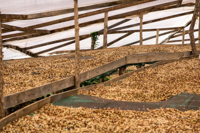 Coffee Drying