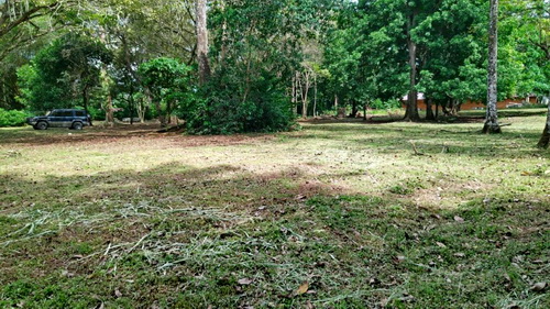 old growth trees too