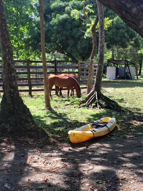 Fun activities, Horses and Kayaks