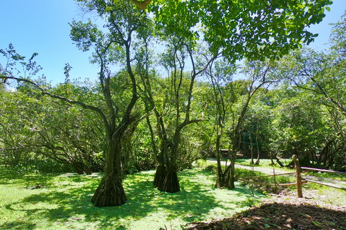 Mangrove Wildlife