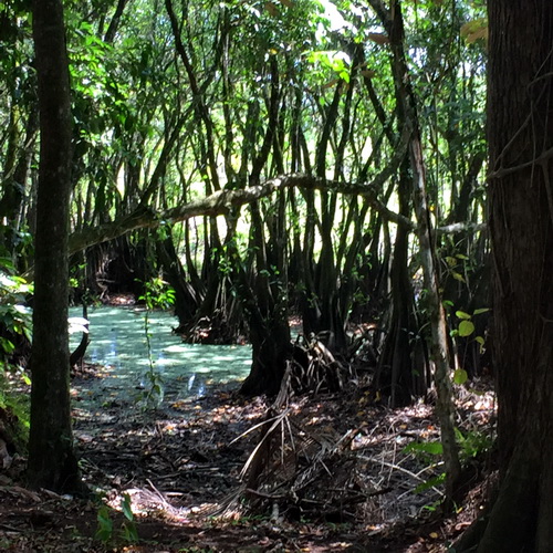 Mangrove