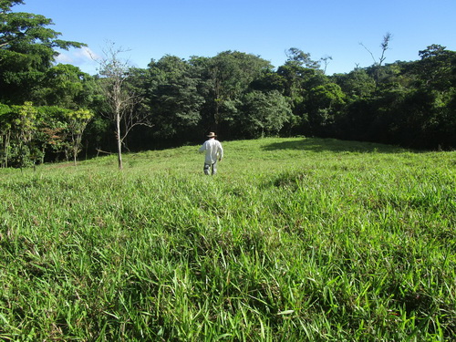 nice pasture and forest at rear