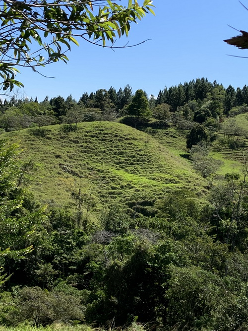 All is the Land, old terraced coffee plants