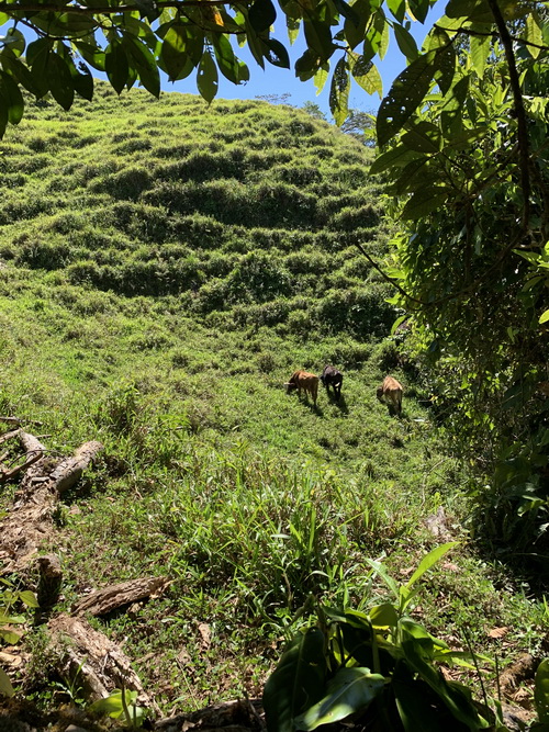 grazing cattle