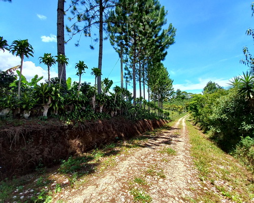 Country lane 