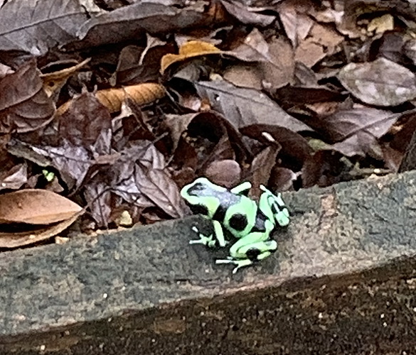 endangered frogs