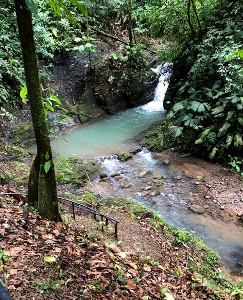 The Jungle Pool