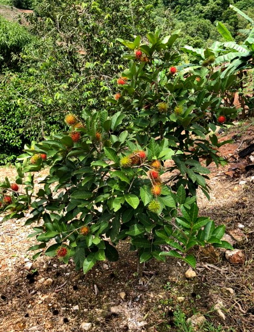 Famous Mamon Chino or Rambutans