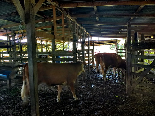 Sheltered Cattle areas