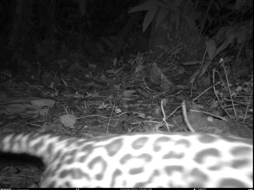 Night Camera Wild Cat, Oscelot maybe?