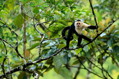 yes you do have neighbors Visiting Monkeys