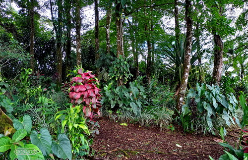 Understory tropical forest