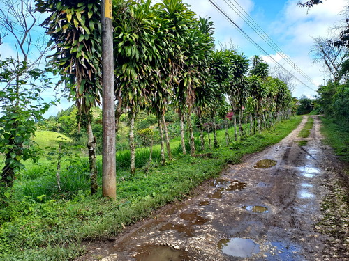 Rural with Electricity at street