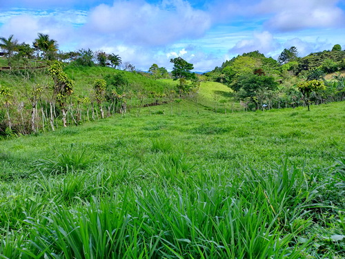 Pasture Grass for animals