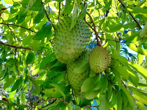 Soursop or Guanabana