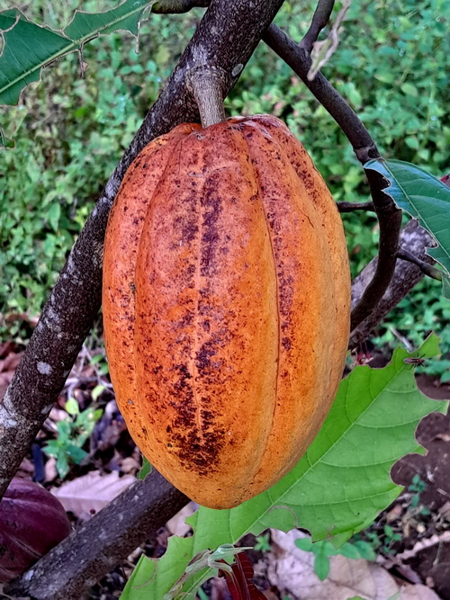 Cacoa Grows well (chocolate)