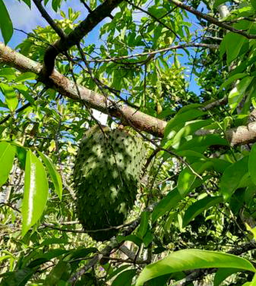 Guanabana or Soursop