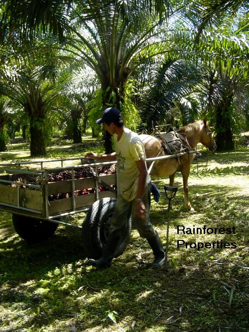 African Palm Oil Costa Rica