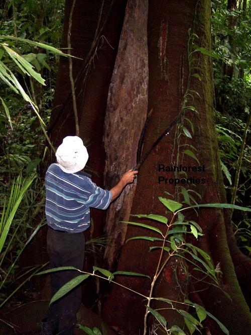 Primary Forest Costa Rica