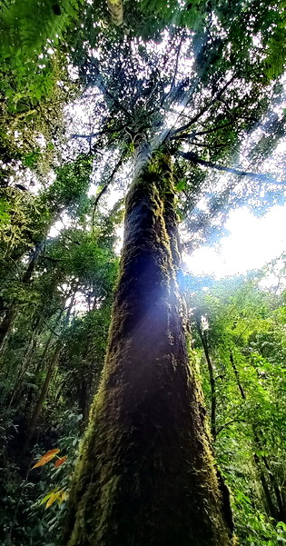 Old Growth Trees too