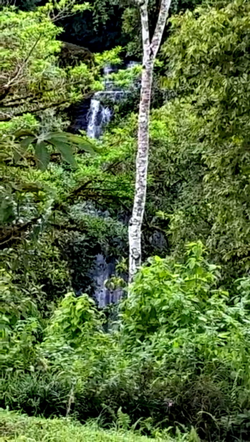 Waterfall Views through the Trees