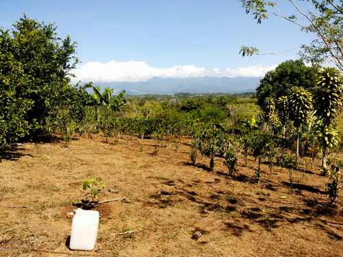 San Vito Coffee Plants