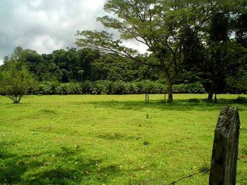 Pasture and Palm Oil For Sale