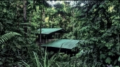 Pure Rainforest living